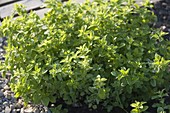 Oregano (Origanum)