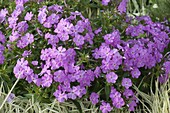 Phlox glaberrima 'Morris Berd (Vorsommer-Phlox)