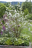 Deutzia magnifica (Maiblumenstrauch, Sternchenstrauch) in Beet mit Hosta