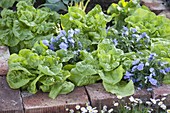 Salat (Lactuca) und Viola cornuta (Hornveilchen)