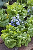 Salat (Lactuca) und Viola cornuta (Hornveilchen)