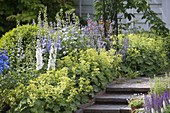 Treppe mit Alchemilla (Frauenmantel), Delphinium (Rittersporn)