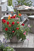 Papaver rhoeas (corn poppy) and Papaver rupifragum (poppy)