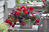 Basket with Verbena 'Purple With Eye', 'Lavender Star' (verbena)