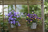 Viola cornuta (horned violet) in tin pots