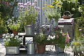 Flowering perennials in pot Echinum vulgare, Leucanthemum