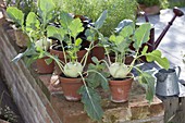 Kohlrabi (Brassica oleracea var. Gongylodes) in clay pots