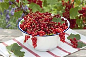 Small bowl of freshly picked redcurrants
