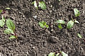 Plant red beetroot seedlings