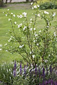 Philadelphus 'Belle Etoile' (Pipe Bush, False Jasmine)