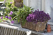 Flowering thyme (Thymus) with sage (Salvia officinalis) in basket