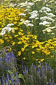 Beet mit Coreopsis vertillata 'Grandiflora' (Mädchenauge), Achillea