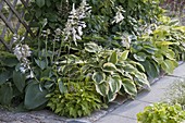 Shade bed with different Hosta (Funkia) in front of a trellis