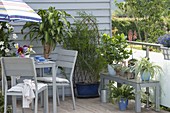 Zimmerpflanzen im Sommer auf dem Balkon : Drachaena massangeana