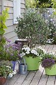 Olea europaea (olive tree) with Pelargonium zonale (standing geranium)