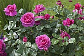 Rosa Renaissance 'Princess Alexandra' (shrub rose) strong fragrance