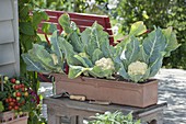 Blumenkohl 'Candid Charm f1' (Brassica oleracea var. botrytis) in Terracotta -