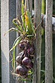 Zopf geflochten aus roten Zwiebeln (Allium cepa) zum Trocknen