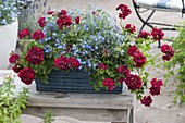 Blue basket box with Pelargonium peltatum (hanging geranium), Lobelia