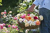 Woman in garden carrying basket of freshly cut pinks (roses)