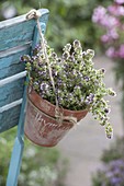 Thyme (Thymus) in a clay pot hung on the back of a chair