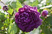 Rosa 'Cardinal de Richelieu' (Gallica rose), strongly scented