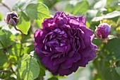 Rosa 'Cardinal de Richelieu' (Gallica-Rose), stark duftend