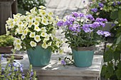 Turquoise pots with Petunia Bingo 'Perfectunia Yellow' (Petunia) and Verbena