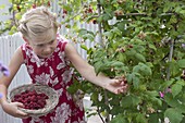 Girl picking raspberries (Rubus) in a tub
