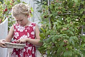 Girl harvesting raspberries (Rubus) in a bucket