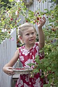 Girl at the raspberries (Rubus) harvest from the planters