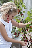 Girl picking currants (Ribes rubrum)