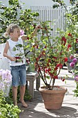 Girl picking currants (Ribes rubrum)