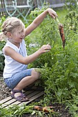 Mädchen erntet Möhren , Karotten (Daucus carota) im Gemüsebeet