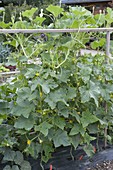 Guide cucumbers (Cucumis) up wooden scaffolding