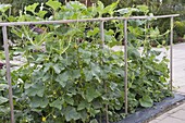 Cucumber (Cucumis) up wooden scaffold