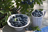 Freshly picked blueberries (Vaccinium) in cup and bowl