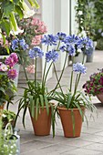 Agapanthus africanus (African Jewel Lily) in orange containers