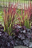 Imperata cylindrica 'Red Baron' and Heuchera