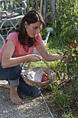 Frau pflückt Tomaten (Lycopersicon) im Bauerngarten