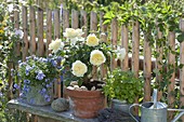 Rosa 'Kronprinzessin Mary' (shrub rose), repeat-flowering, good fragrance