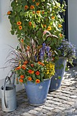 Thunbergia (Black-eyed Susanne) with willow as climbing aid