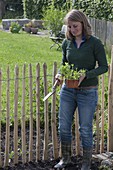 Woman plants vetches on rural picket fence