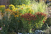 Summer bed with Helenium (sunflower) and grasses