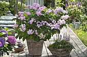 Hydrangea macrophylla 'You and Me' (Hortensie) und Astilbe 'Pumila'