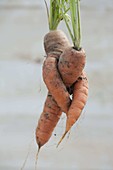 Lustig gewachsene Möhren , Karotten (Daucus carota)