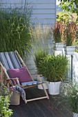 Grass Balconies Miscanthus 'Silver Feather', Imperata cylindrica