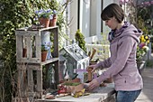 Sowing sunflowers in clay box