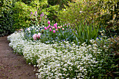 Spring border with Tulipa (tulips), Arabis (daisy), Myosotis (forget-me-not), Hyacinthus (hyacinths) and Narcissus (daffodils)