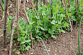 Erbsen-Jungpflanzen (Pisum sativum) an Zweigen als Rankhilfe